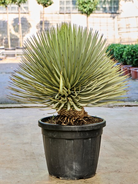 Yucca thompsoniana