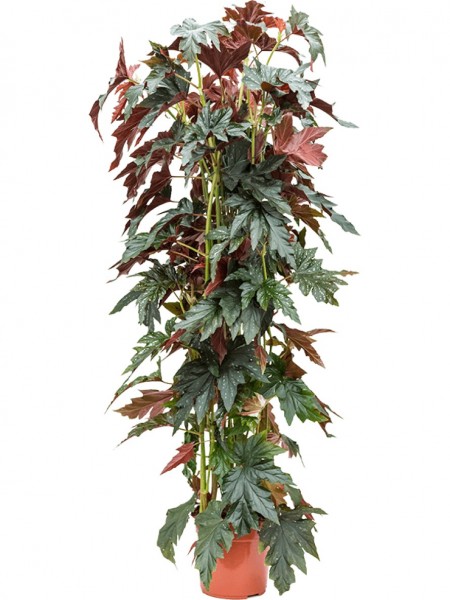 Begonia maculata wild romance Pyramide