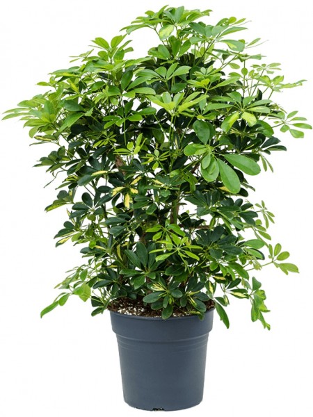 Schefflera gold capella verzweigt
