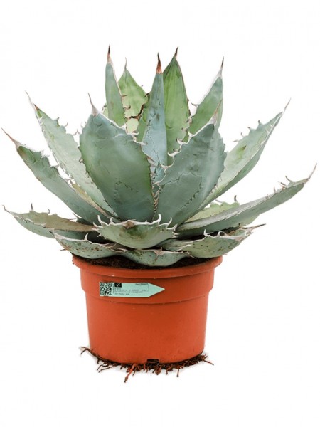 Agave titanota white ice