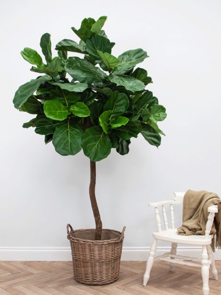 Fiddle Feigenbaum - feuerhemmende Lyrata Kunstpflanze