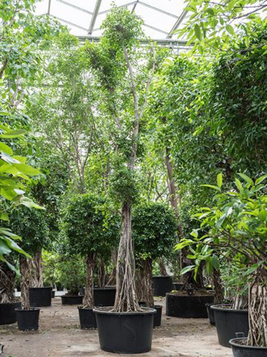 Ficus nitida compacta - XXL Lorbeerfeige verzweigt | Terrapalme Heim