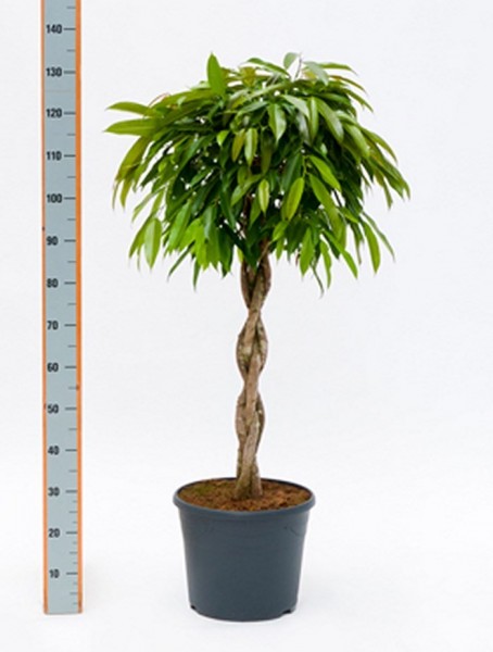 Ficus amstel king | Stamm geflochten