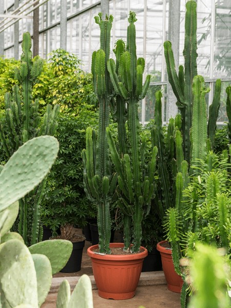 Euphorbia erytrea verzweigt 220cm
