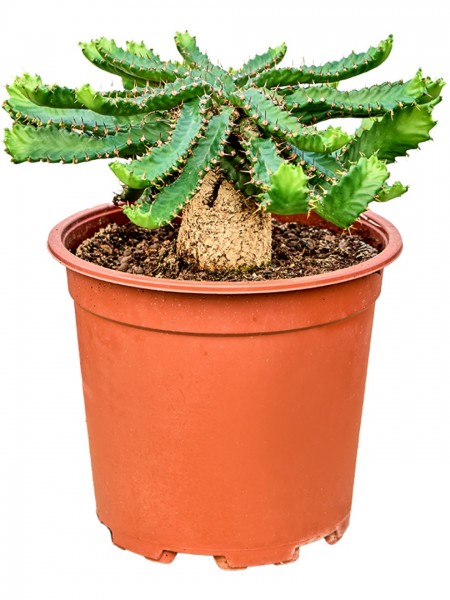 Euphorbia Stellata verzweigt