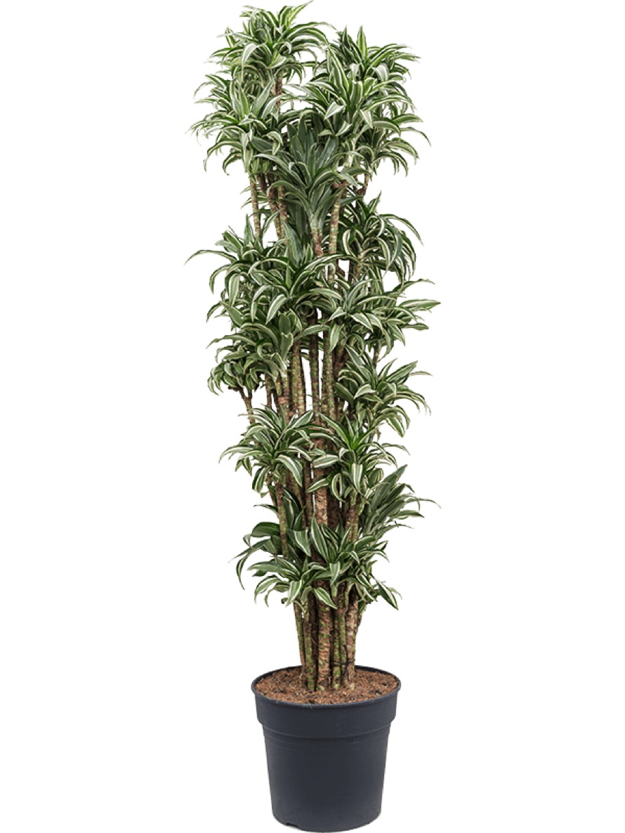 Dracaena kanzi - Drachenbaum verzweigt | Terrapalme Heim- und Gartenshop