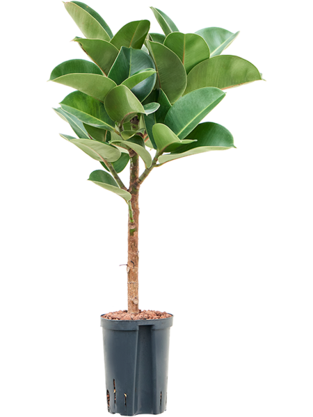 Ficus elastica Cloe - Gummibaum