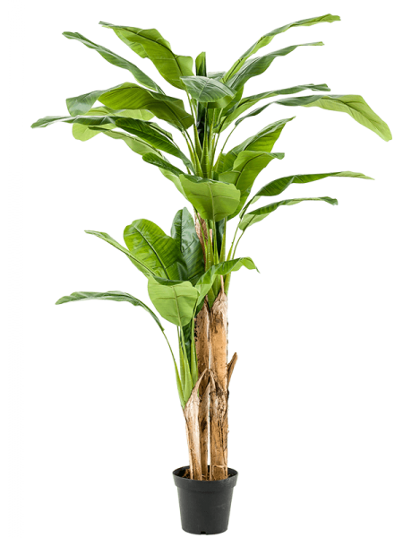kastanien zimmerpflanze Glückskastanie (Pachira Aquatica) – Foliage Dreams main image 0