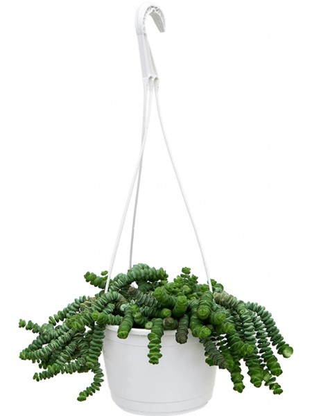 Crassula marnieriana - Ranker