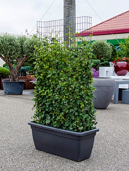 Hedera hibernica inkl. Kunststoffkübel | Sichtschutz Hecke 180 cm