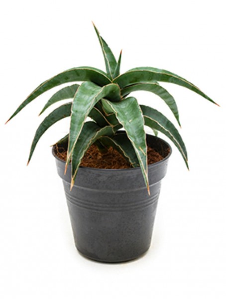 Sansevieria grey