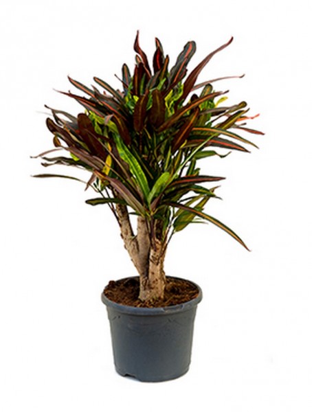 Croton mamey | Wunderstrauch verzweigt