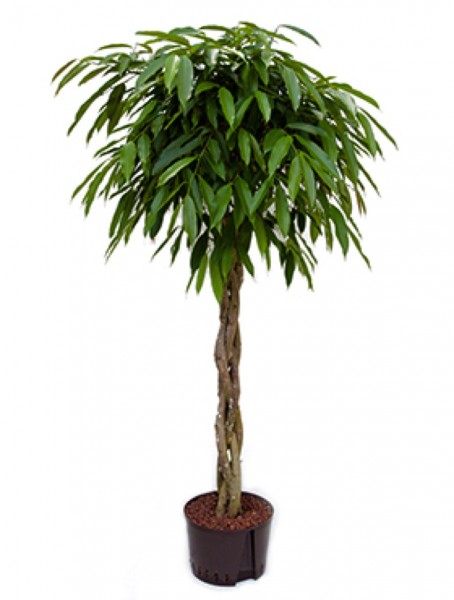 Ficus amstel king mit geflochtenen Stamm