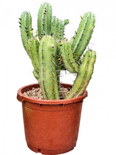 Myrtillocactus geometrizans verzweigt