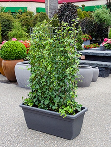 Hedera hibernica inkl. Kunststoffkübel | Sichtschutz Hecke 150 cm