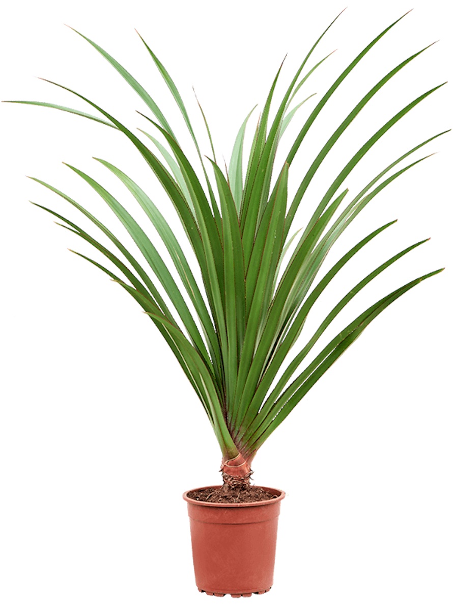 Pandanus utilis Busch Terrapalme Heim und