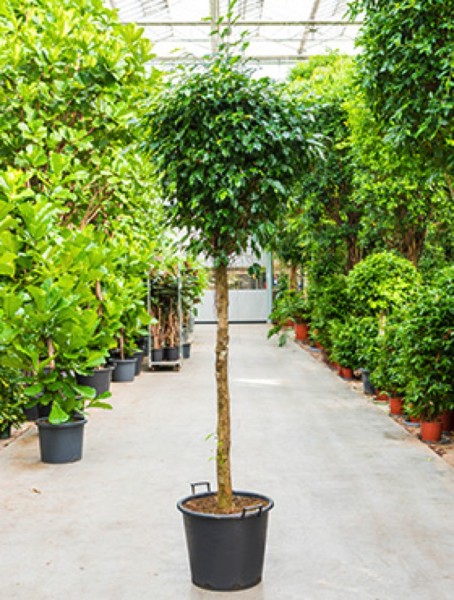 Ficus danielle