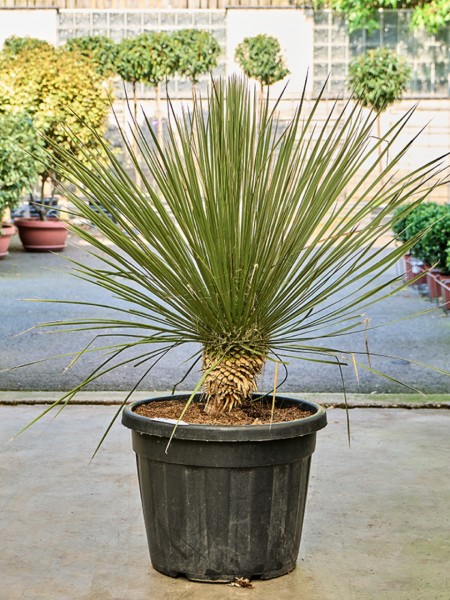 Yucca elata - Seifenbaum Yucca