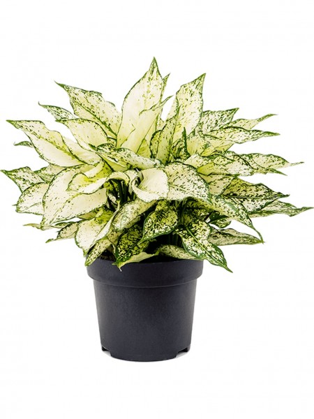 Aglaonema White Kiwi