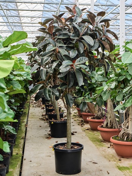 Ficus elastica abidjan - Gummibaum