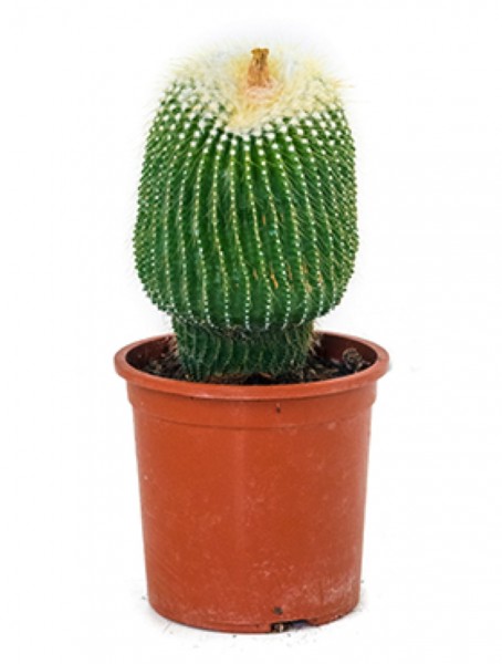 Notocactus leninghausii inermis