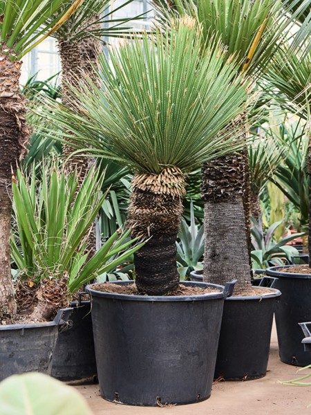 Dasylirion serratifolium - Wüstenlöffel Grasbaum