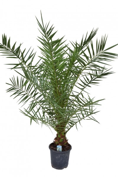 Phoenix canariensis - Kanarische Dattelpalme