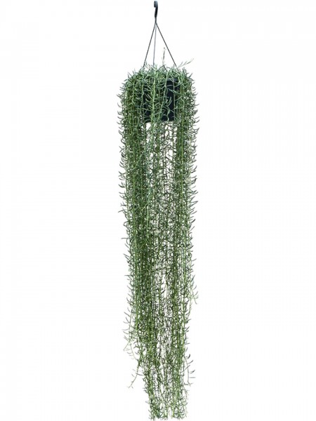 Senecio blue pickle Ranker - Blue Chalksticks Ampel