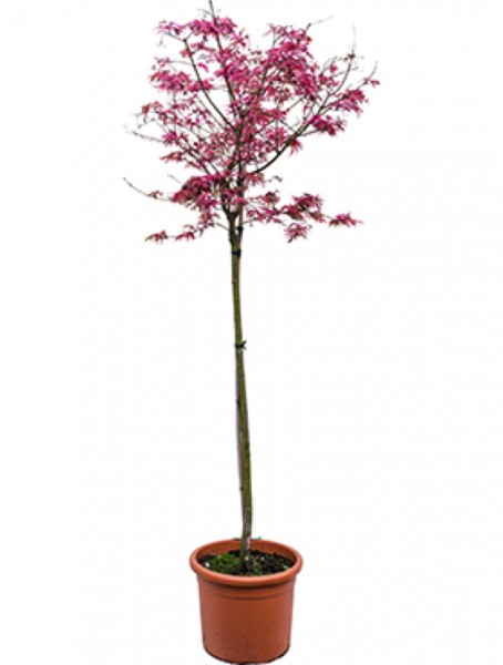 Acer palmatum shirazz