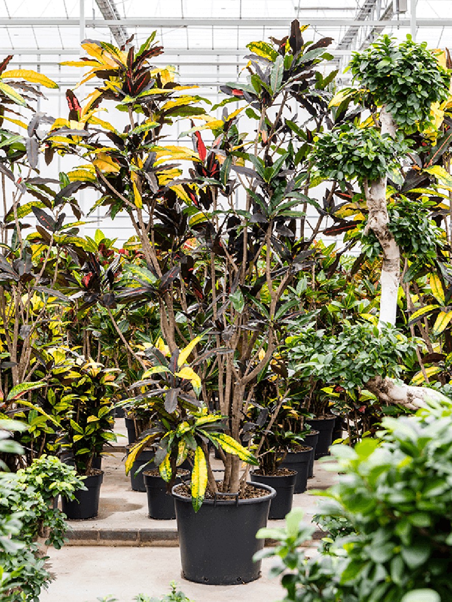 Codiaeum variegatum verzweigt - mango | Terrapalme Heim- und Gartenshop
