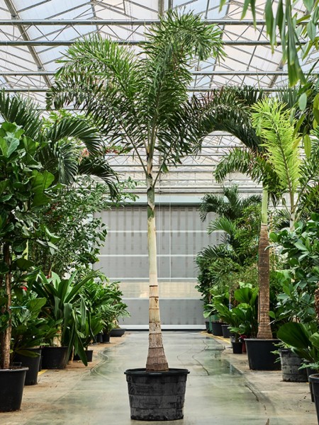 Wodyetia bifurcata - Strahlenpalme