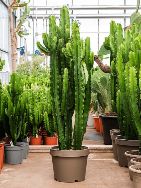 Euphorbia erytrea verzweigt