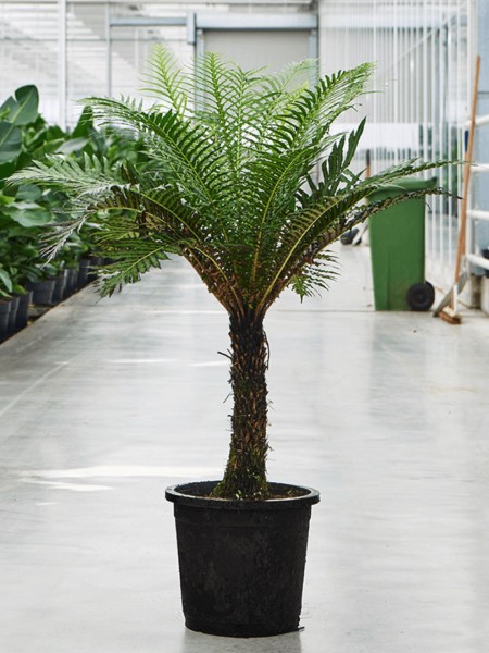 Blechnum gibbum - Rippenfarn