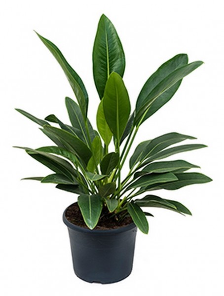 Anthurium willdenowii 70 cm
