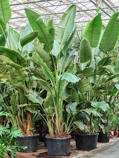 Strelitzia nicolai - XXL Strelitzie 330 cm