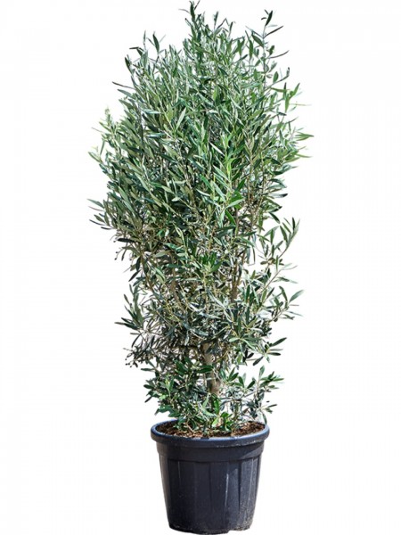 Olea europaea - Olivenbusch 80 cm