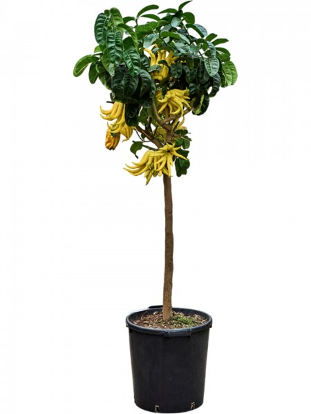 Citrus medica - Mano Di Buddha