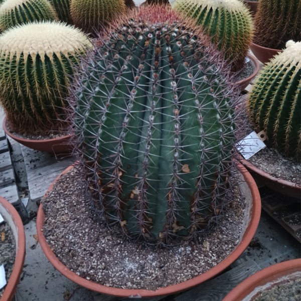 Ferocactus - Fasskaktus 80 cm