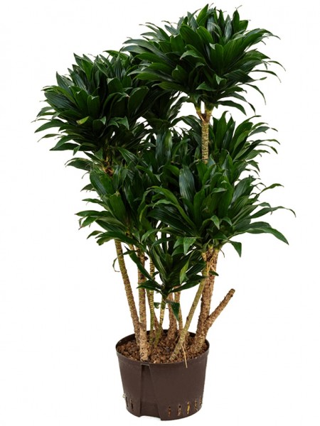 Dracaena compacta - Drachenbaum