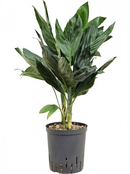 Chamaedorea metallica - Metallic Palm