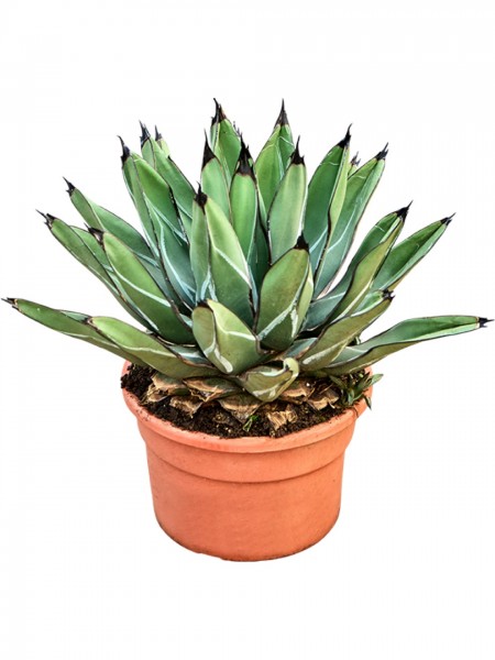 Agave ferdinandi regis