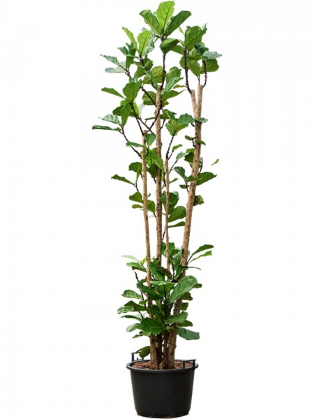 Ficus lyrata - Geigenfeige multistamm 320cm