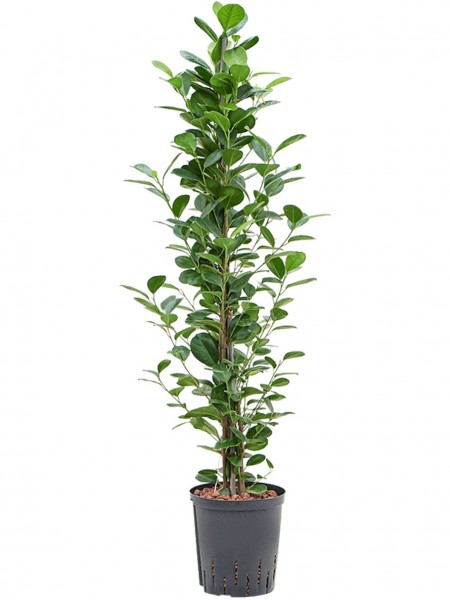 Ficus moclame - Kleinblättriger Gummibaum