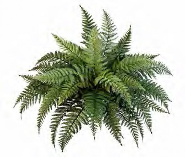 Boston Farn | Schwertfarn Kunstpflanze