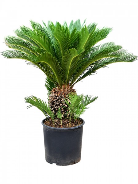 Cycas revoluta 70 cm - Japanische Sagopalmfarn