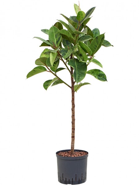 Ficus elastica - Shivereana Moonshine