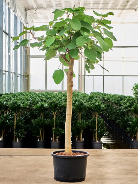 Ficus auriculata everest
