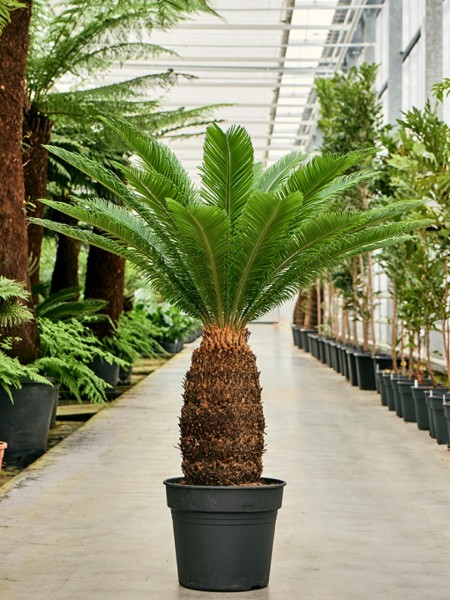 Cycas revoluta 120 cm
