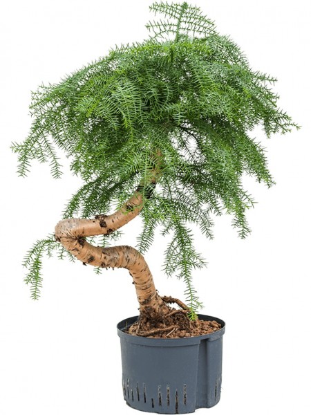 Araucaria cunninghamii | Neuguinea-Araukarie