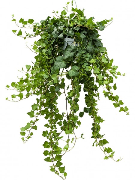 Hedera helix wonder Ampel